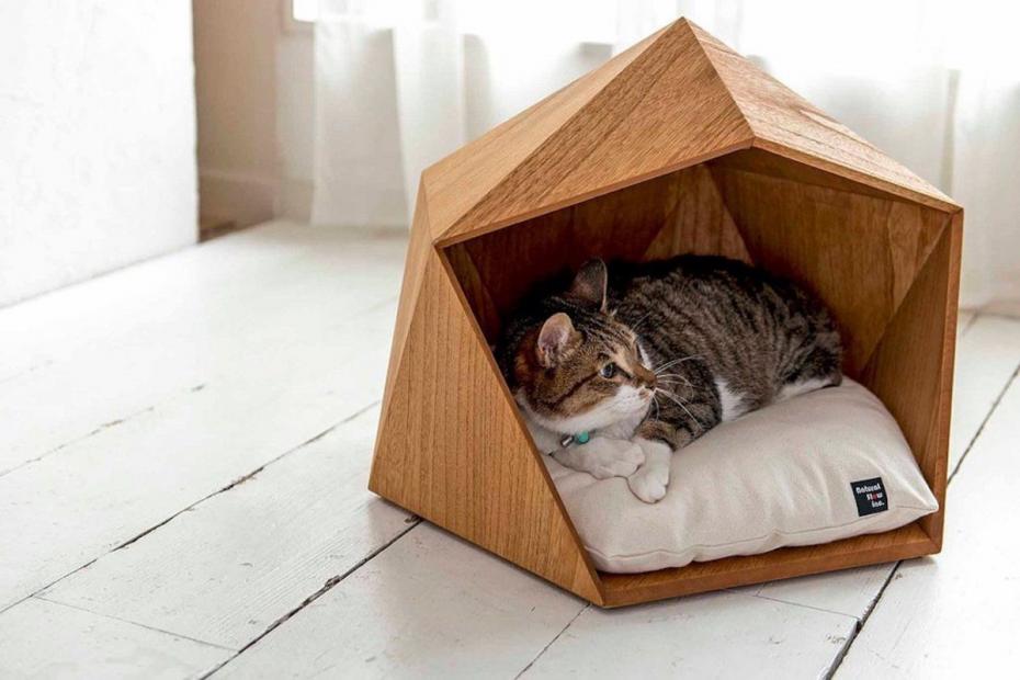Спасти кошкин дом: подростки просят вернуть самодельный домик для бездомных кошек