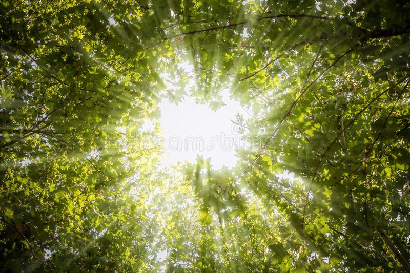 stralen-van-licht-door-de-bladeren-van-de-bomen-34021235