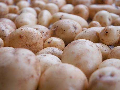 Из-за сокращение посевных площадей картофеля в 2 раза, в Молдове образовалась дефицит картошки