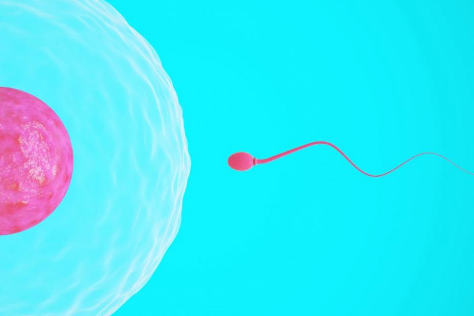 sperm-egg-semen-reproductive-cell-getty-stock