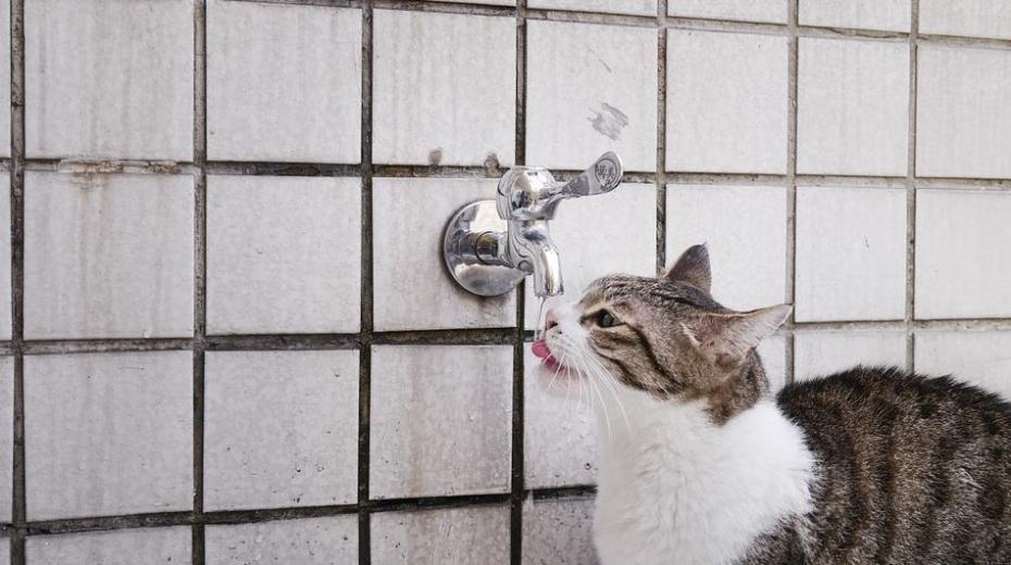 Cats-