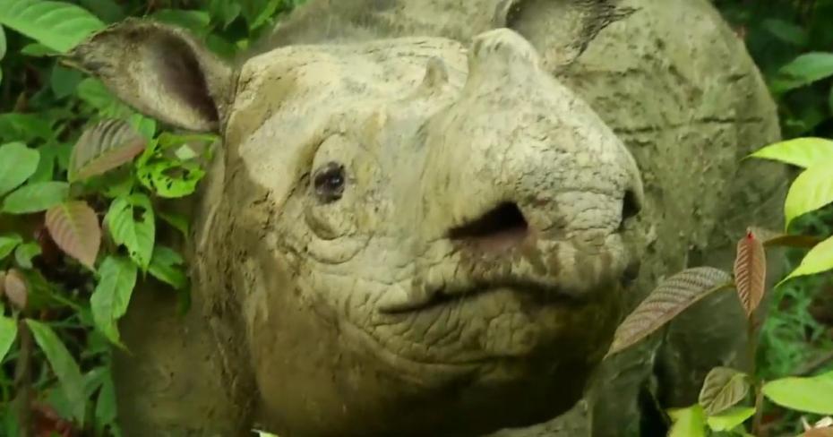 Rhino-Extinct-Thumb