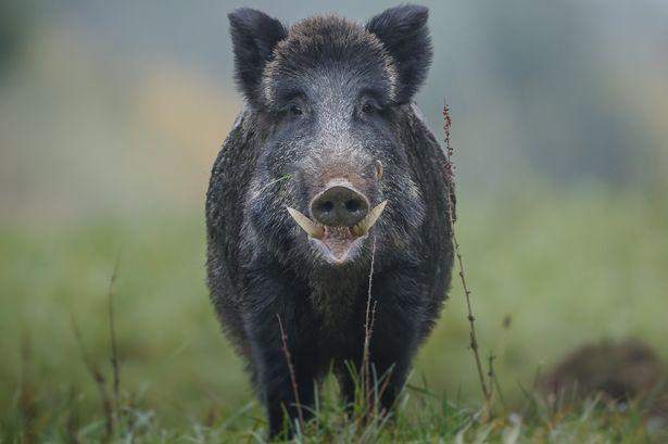Wild-boar-with-big-tusks
