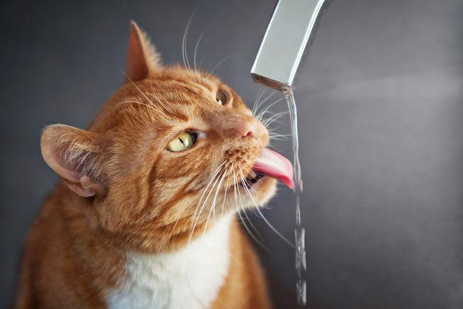 cat-drinking-faucet.jpg.653x0_q80_crop-smart