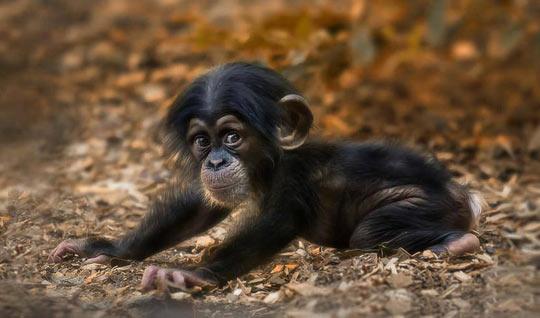 cute-monkey-baby-playing-ground-ape