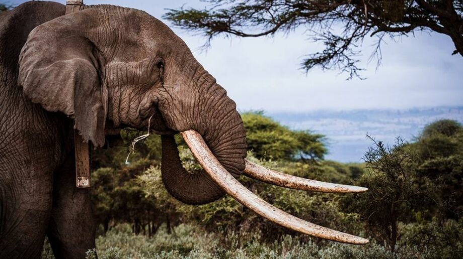 Бивни у слона фото