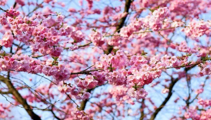 cherry-blossom-1318258_1280-700×400