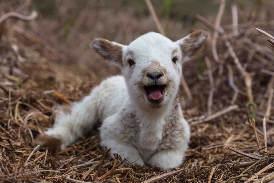 lamb