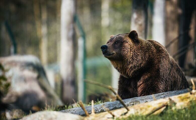 (видео) В Испании впервые за 150 лет встретили бурого медведя