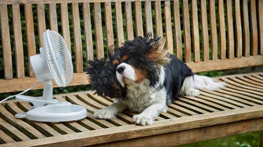 hund-hundstage-bank-ventilator-hitze-100__v-img__16__9__xl_-d31c35f8186ebeb80b0cd843a7c267a0e0c81647