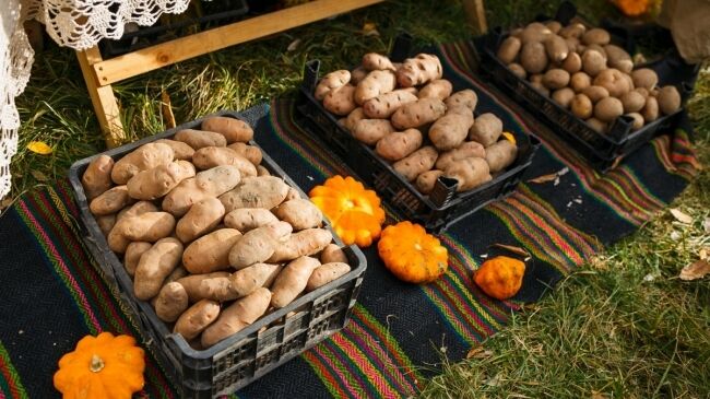 В воскресенье пройдет фестиваль «Осень Картофеля» в селе Рышкова Криулянского района