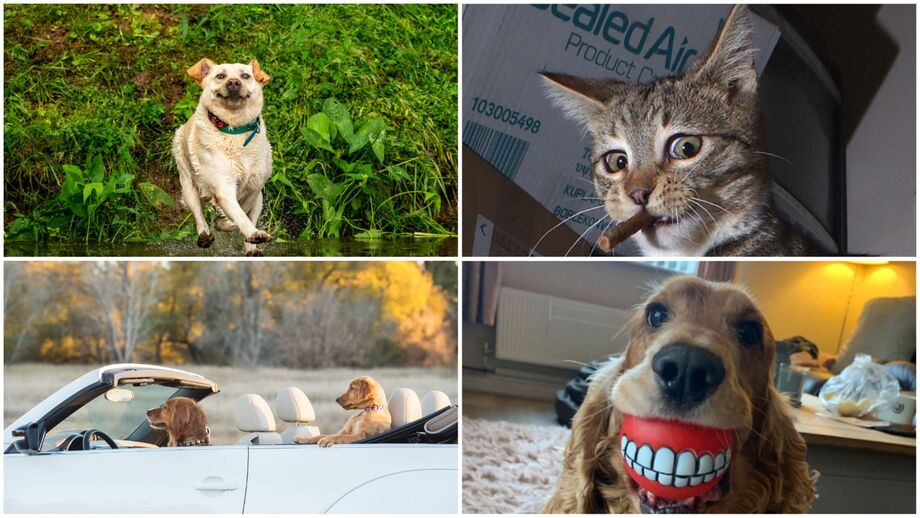 (фото) Названы финалисты Comedy Pet Photography Awards 2020 года