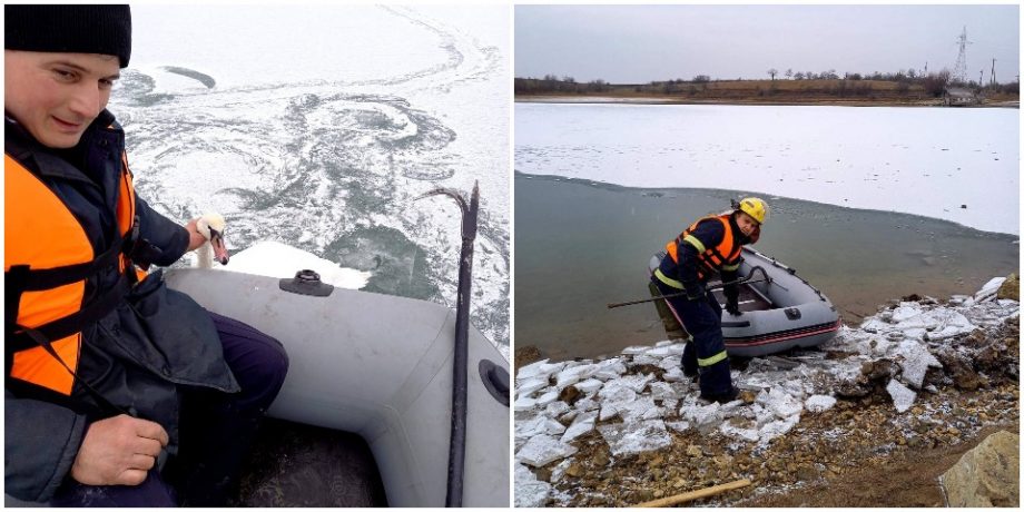 (фото, видео) В Рышканском районе спасатели спасли лебедя, застрявшего во льду реки Прут