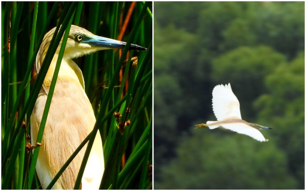 (фото) «Птичий рай»: желтые цапли на озере Белеу