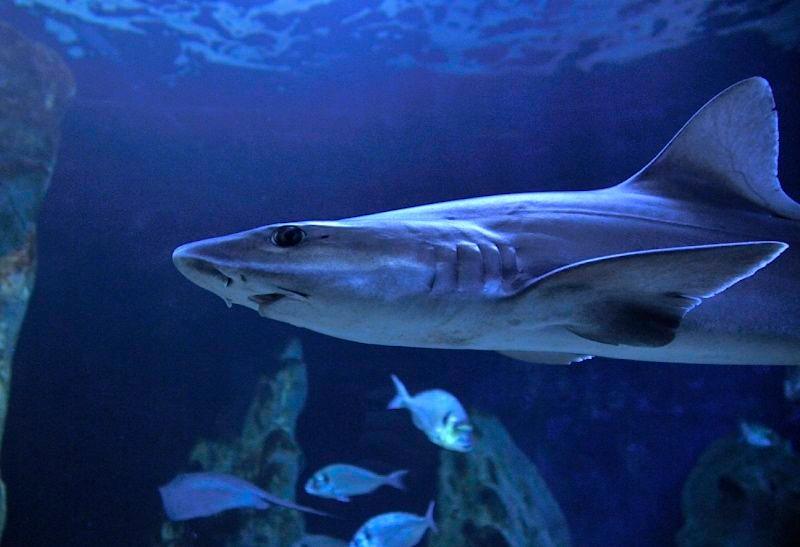 В океанариуме на Сардинии акула родила детеныша, зачатого без участия самца