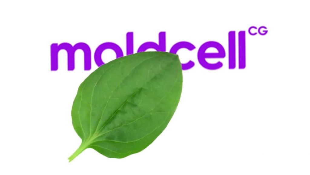 moldcell