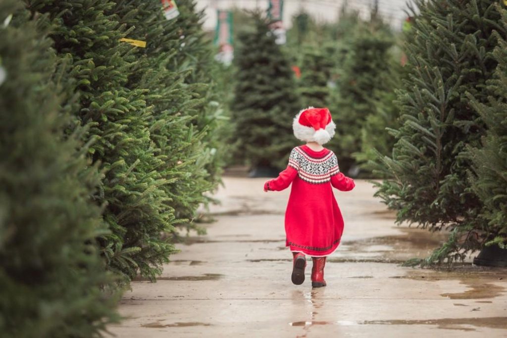 Где в Кишиневе можно купить живую елку для зимних праздников