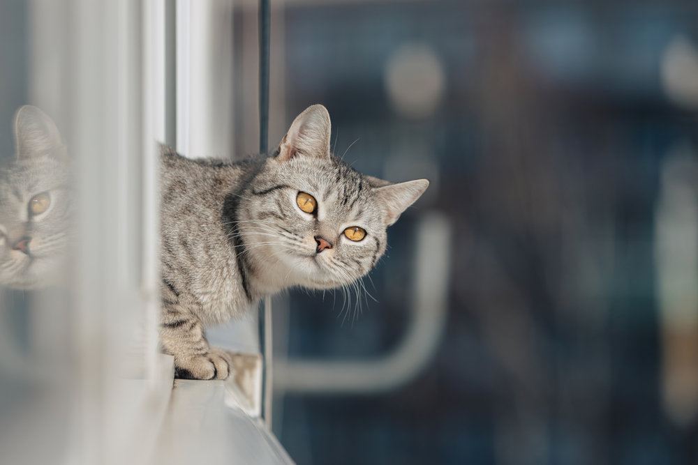 A black and white tabby cat stands with its front paws at the edge of the window and looks out into the street in bright sunny weather.