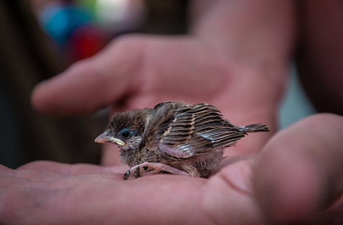 Что делать если нашел птенца? Отвечает Общество защиты птиц и природы