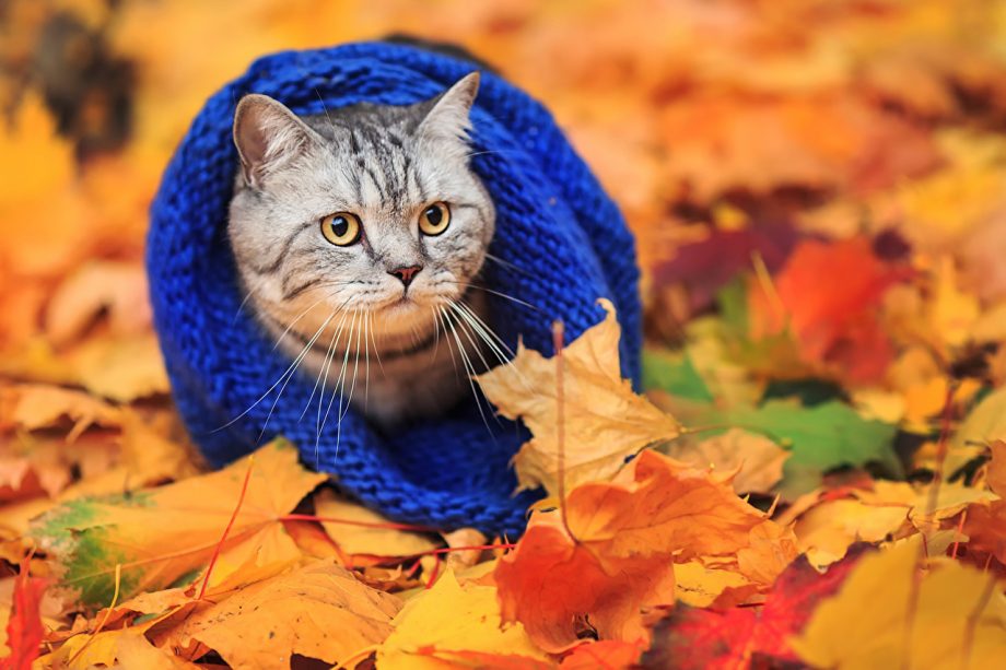 Cats_Autumn_Foliage_439442