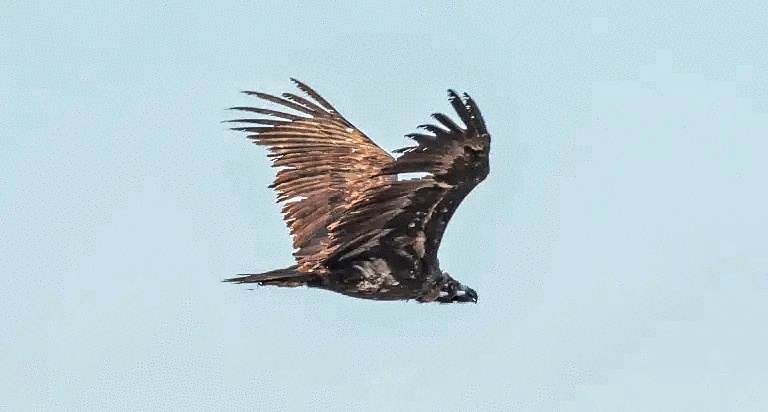 (фото) Умер черный орел Джуранлы, дважды посещавший Молдову