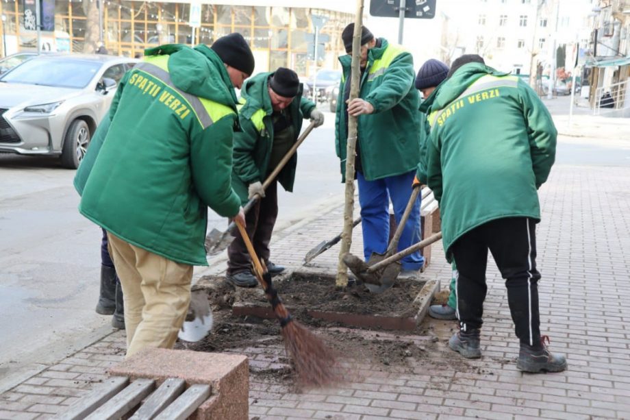 (фото) В столице началась кампания по озеленению. Посажены платаны и березы