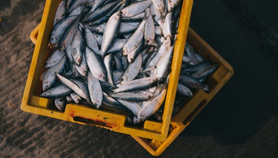 (видео) На складах пяти экономических агентов были обнаружены рыбопродукты, не соответствующие требованиям