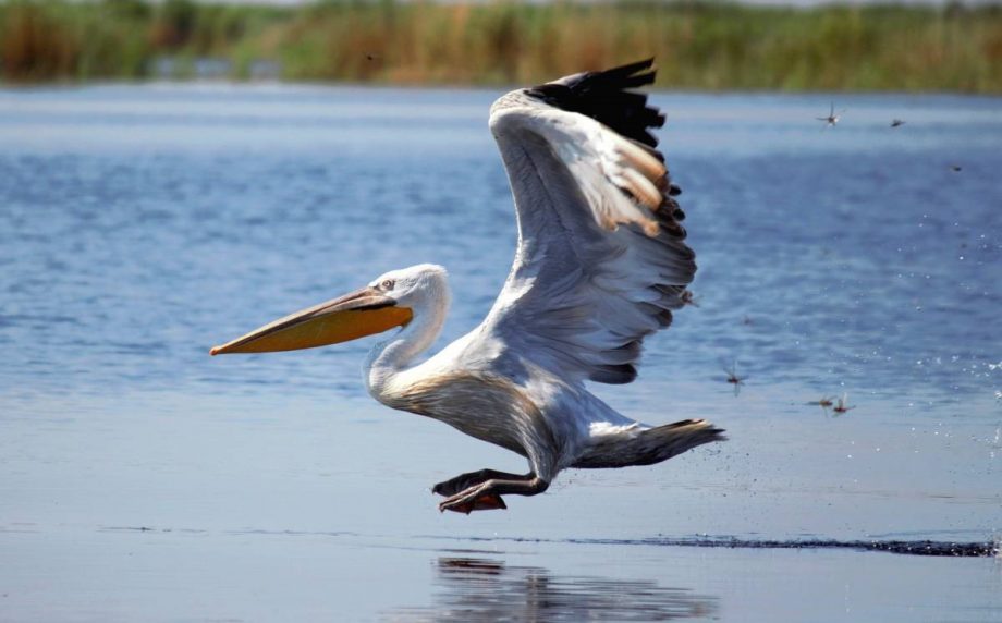 (фото) Над озером в Тараклии удалось заснять стаю пеликанов