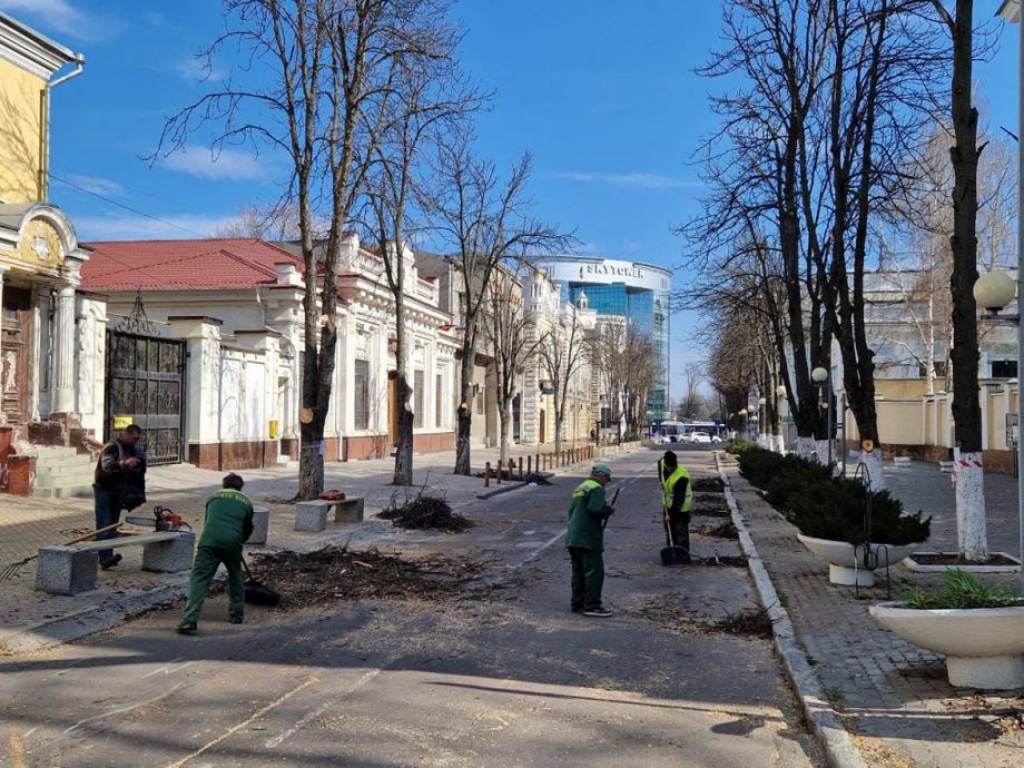 (фото) В столице ведутся работы по очистке деревьев. Движение на двух улицах приостановлено