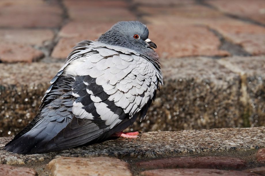 В Кишинэу выявили среди голубей вспышку ньюкаслской болезни