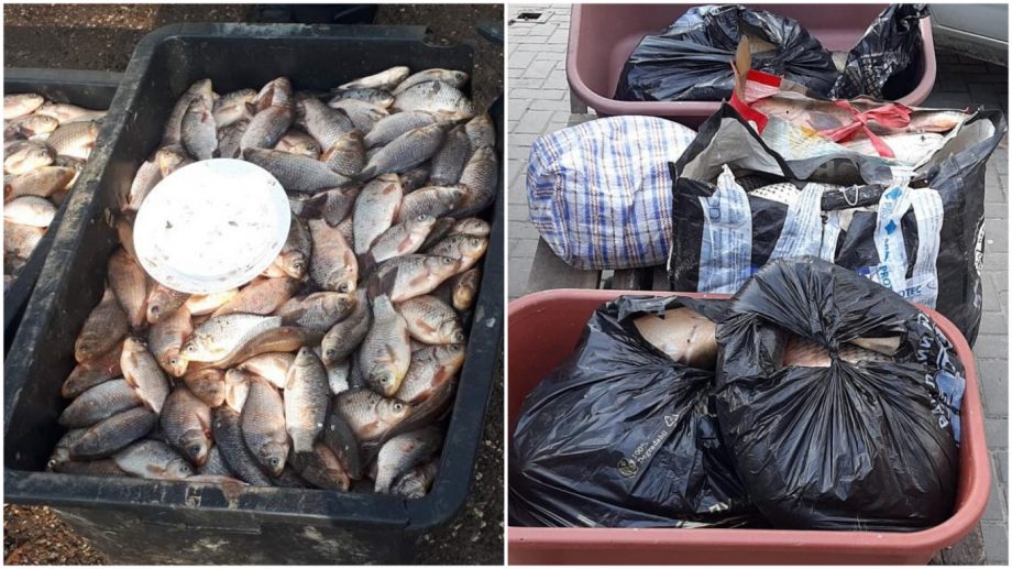 ANSA обнаружило ряд нарушений при перевозке живой рыбы