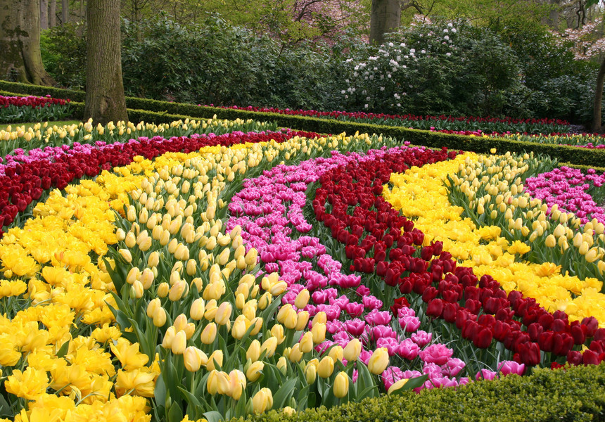 В Нидерландах был открыт самый впечатляющий цветочный сад, известный в мире миллионами расцветших ярких тюльпанов