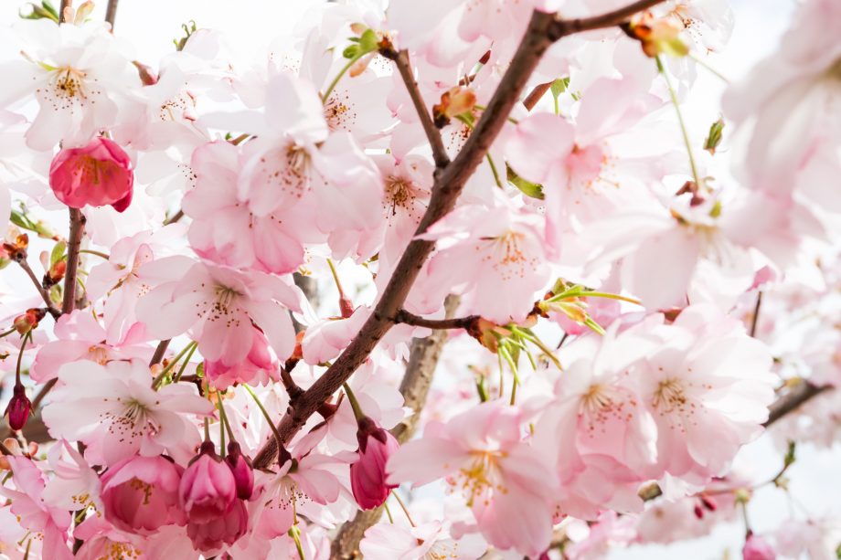 (фото) Бело-розовая нежность. В столичном Ботаническом саду зацвела сакура