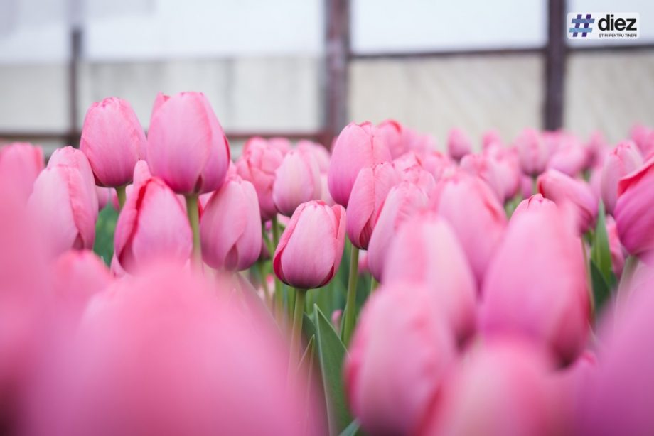 (видео) Новый сорт тюльпанов в Нидерландах был назван в честь президента Молдовы