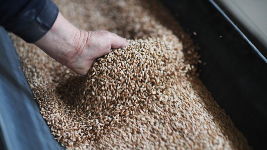 Молдова намерена временно запретить импорт зерна из Украины