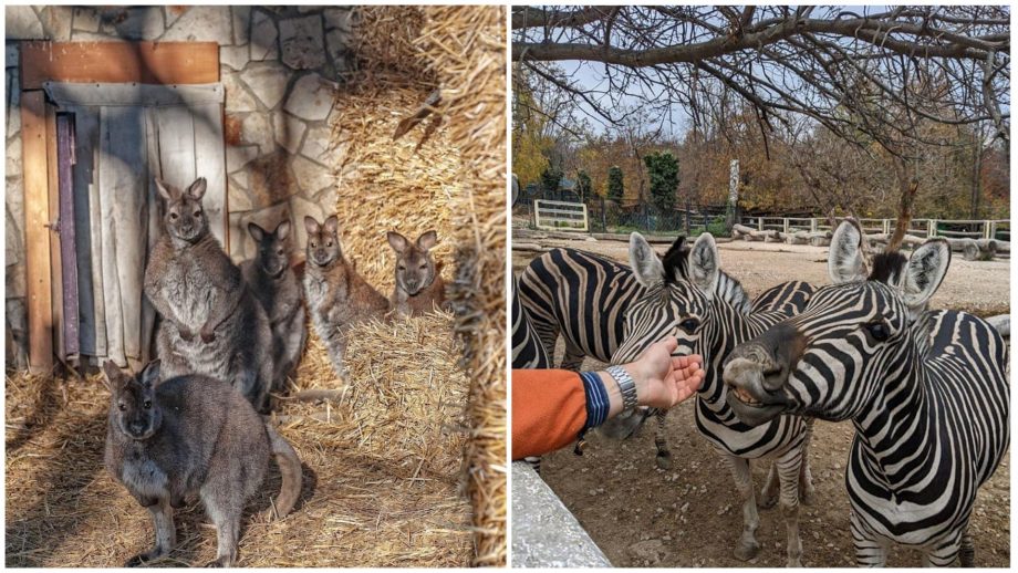 Для обладателей «звериных» фамилий вход в Кишиневский зоопарк 9 мая будет бесплатным 