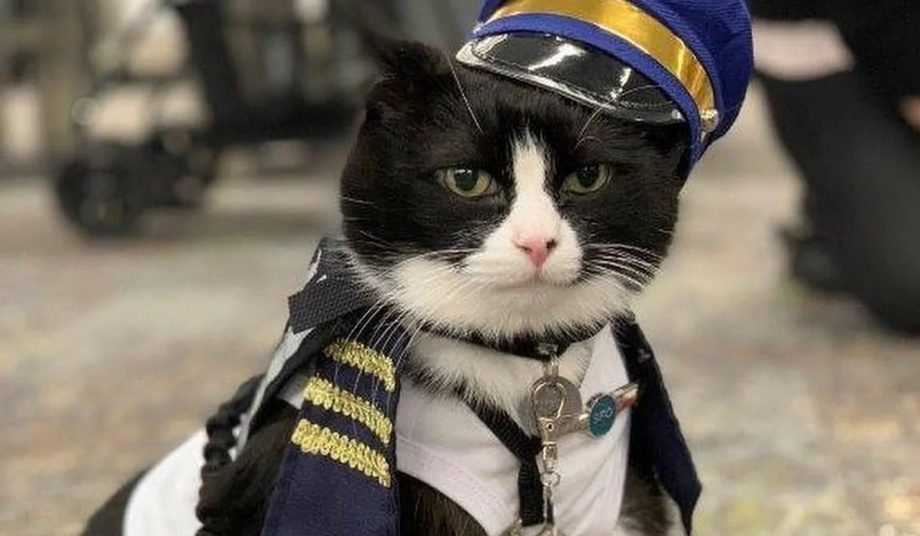 (фото) В аэропорту Сан-Франциско работает кот-терапевт. Четвероногий помогает людям справиться со стрессом от полетов