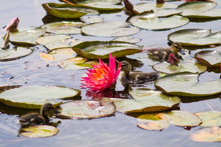 (фото) Разноцветные жемчужины на воде. В столичном Ботаническом саду расцвели кувшинки