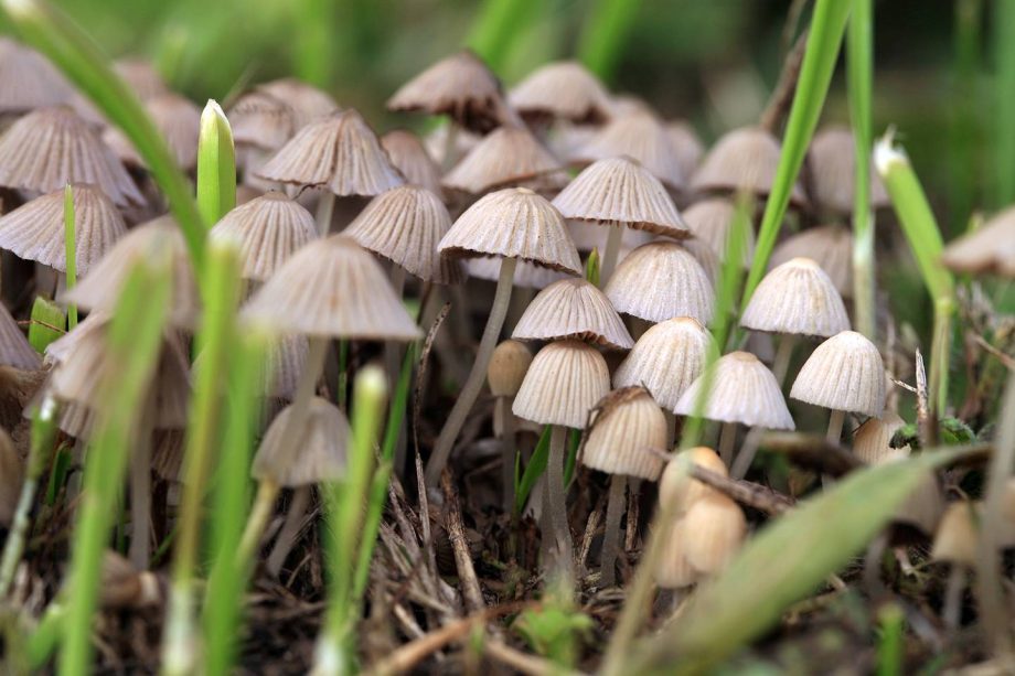 Австралия первой в мире легализовала галлюциногенные грибы для лечения некоторых видов депрессии