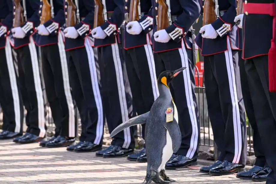 Норвежскому пингвину присвоили звание генерал-майора