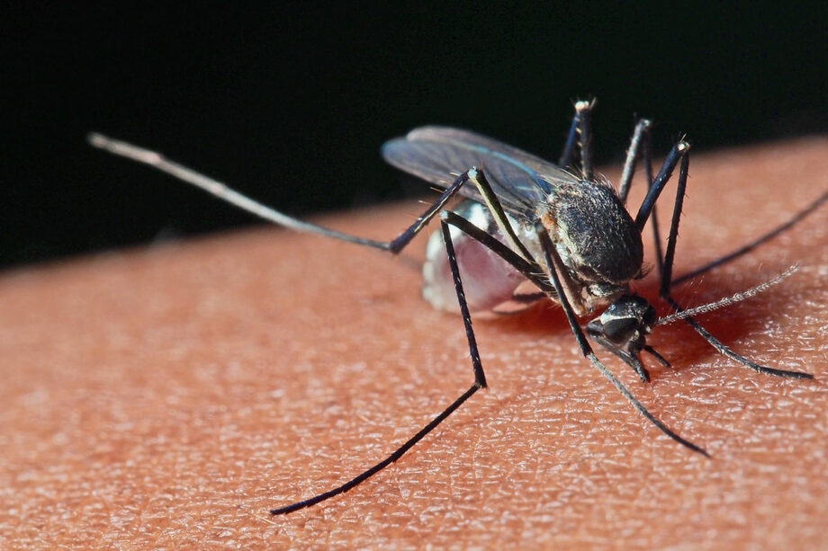 НАОЗ опубликовало рекомендации по защите от заражения вирусом Западного Нила, передающимся через укусы комаров