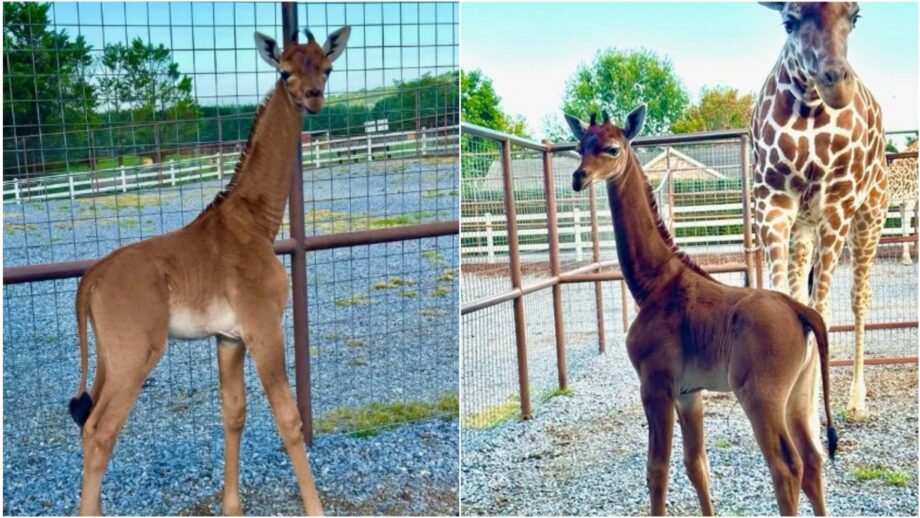 (фото) В американском зоопарке родился единственный в мире жираф без пятен. Сейчас ему выбирают оригинальное имя