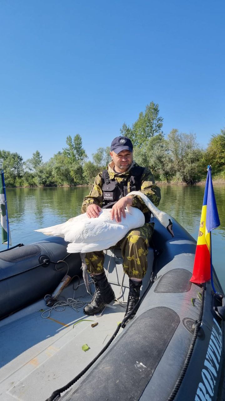 (фото) Задача иного характера. Патруль пограничной полиции спас лебедя