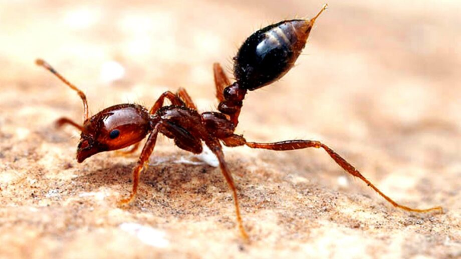 (фото) В Европе появился один из самых опасных видов муравьев
