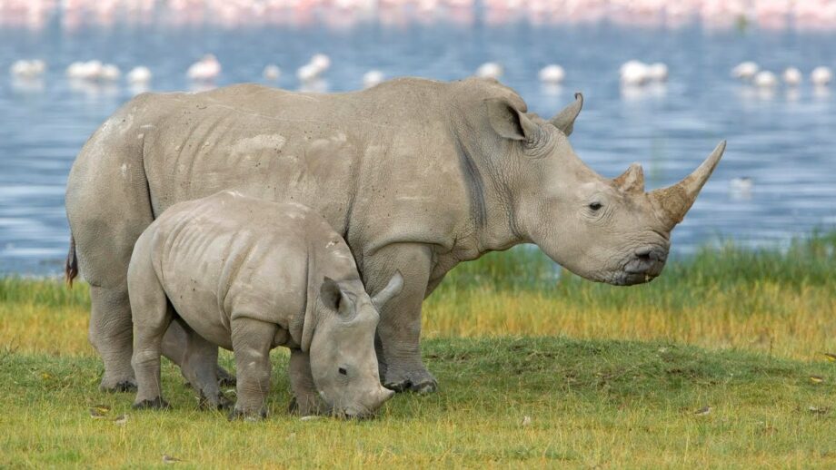 В заповедниках Африки выпустят более двух тысяч южных белых носорогов, которых выкупили с частного ранчо