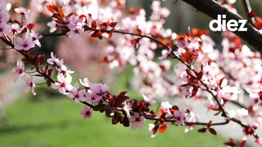 Список локаций: Пять персиковых садов в пригороде Кишинэу