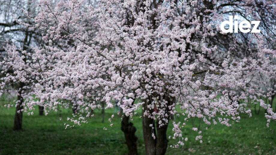 (фото) Пять мест в столице, где можно увидеть цветущую сакуру