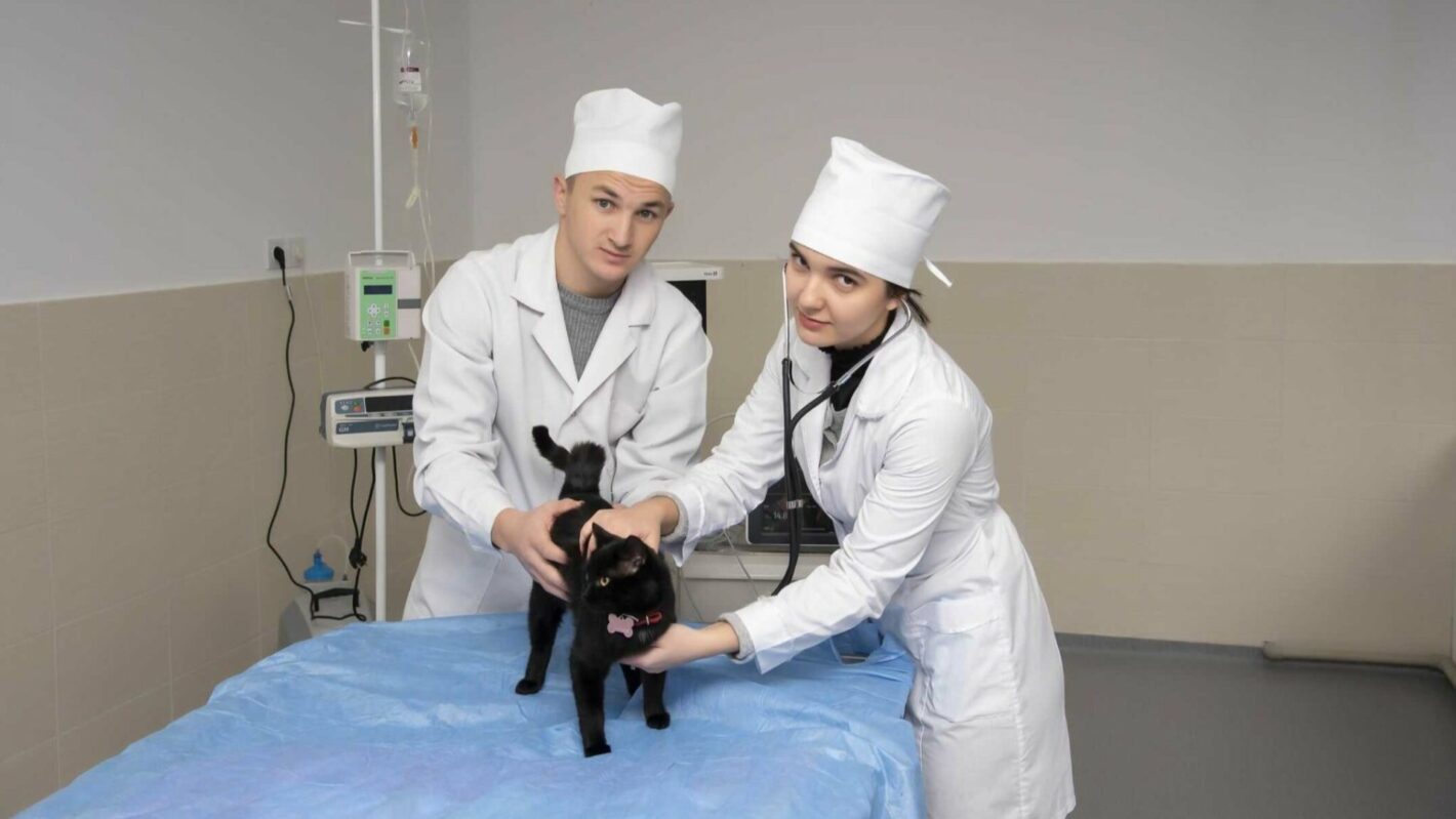 veterinar