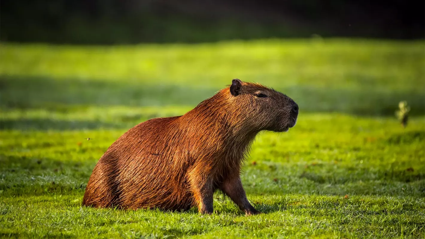 capibara