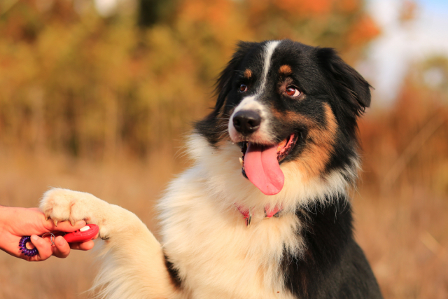 shutterstock_740843314-640×427